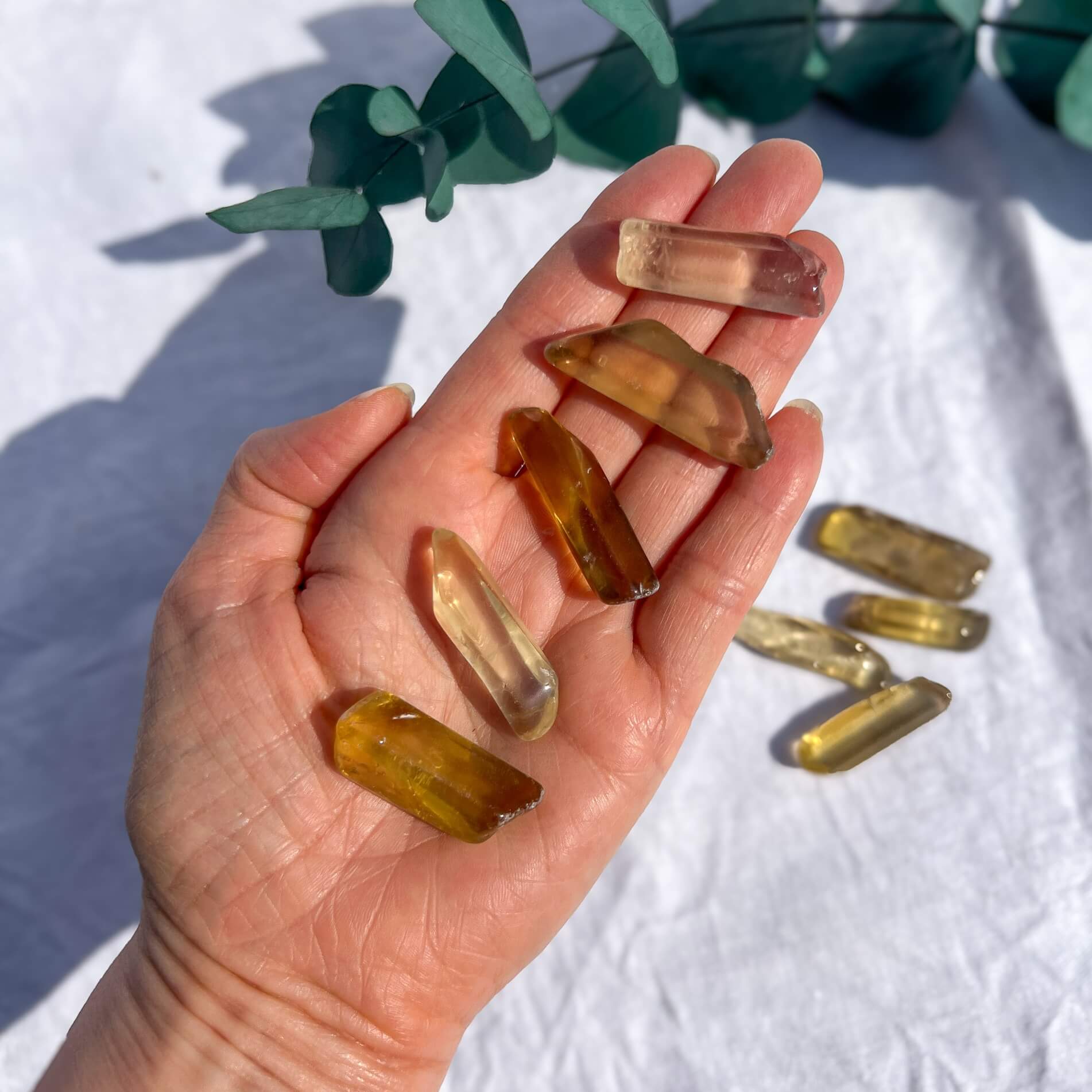 Hand holding amber-coloured natural citrine crystal stones with a white background and green leaves.