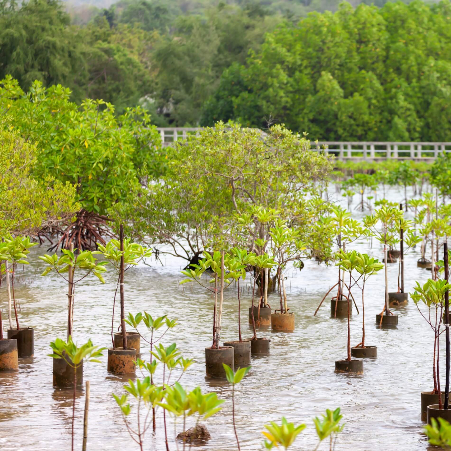 Plant 2 Trees