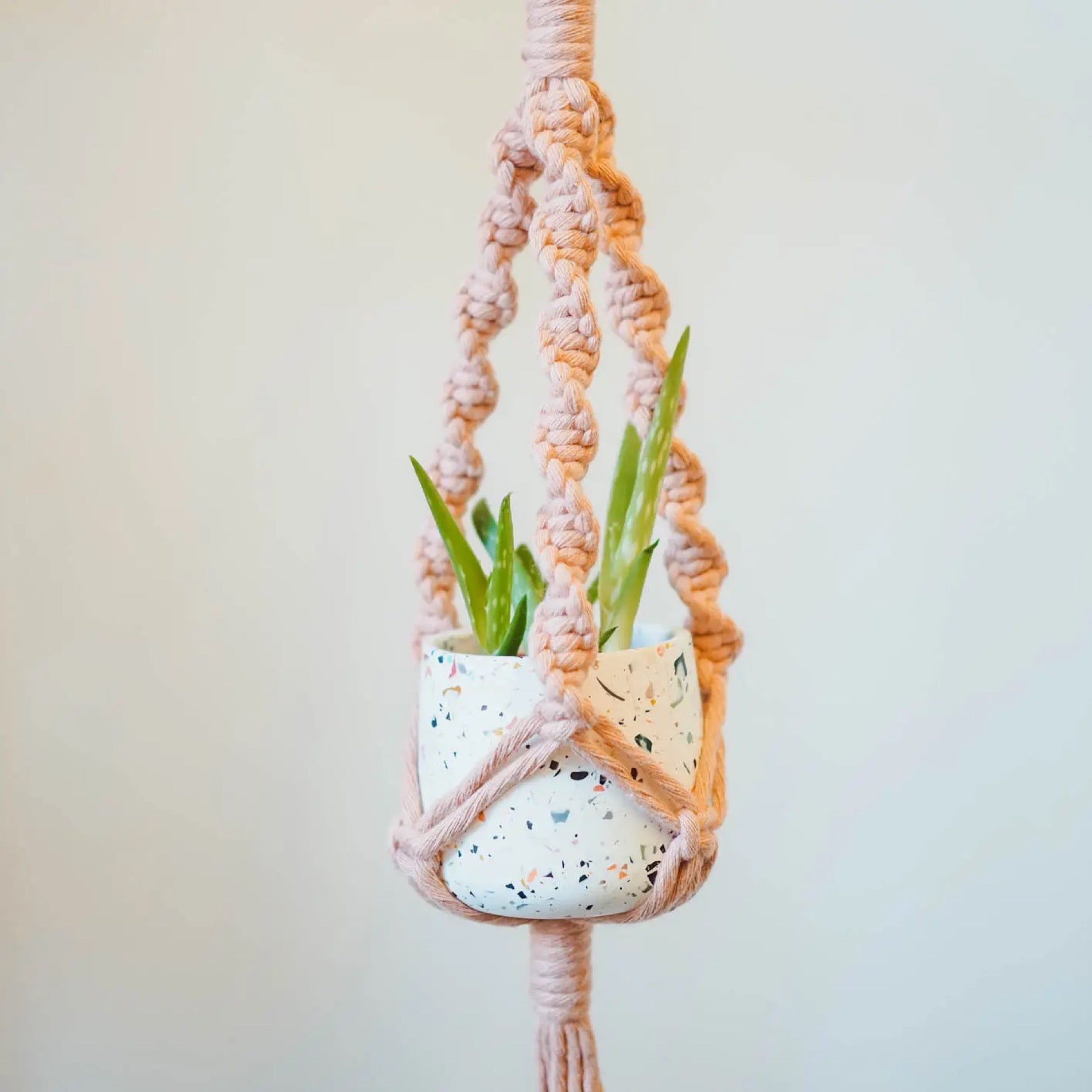 A white polka dot plant pot in a rose quartz pink macrame plant hanger